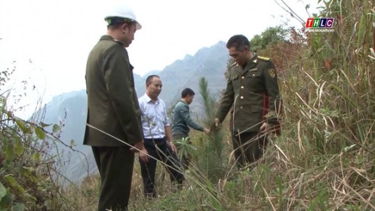 Hiệu quả từ chính sách trồng rừng thay thế nương rẫy