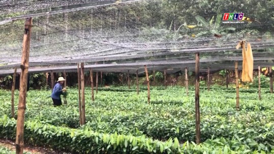 Bảo Yên nâng cao giá trị sản xuất nông nghiệp