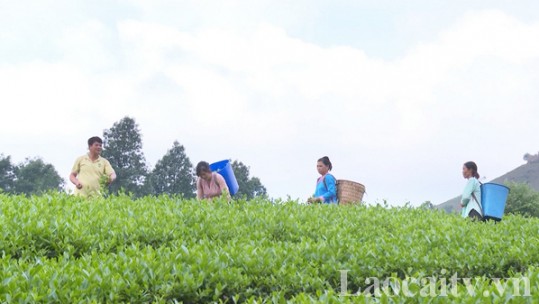 Mường Khương tập trung phát triển nông sản theo chuỗi