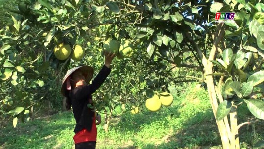 Quyết tâm gieo quả ngọt trên mảnh đất quê hương