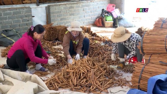 Đưa sản phẩm quế Lào Cai vào sân chơi thương mại quốc tế
