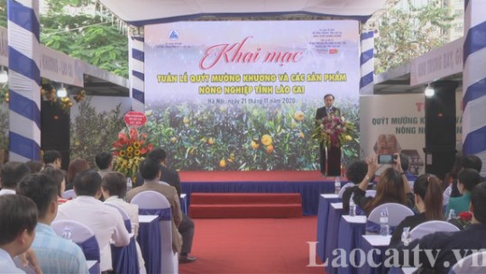 Khai mạc Tuần lễ Quýt Mường Khương và các sản phẩm nông nghiệp tỉnh Lào Cai