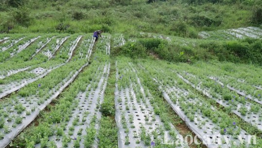 Bàn giải pháp quản lý chất lượng giống dược liệu bền vững trên địa bàn tỉnh Lào Cai