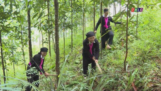 Bắc Hà khai thác hiệu quả tiềm năng, lợi thế kinh tế rừng