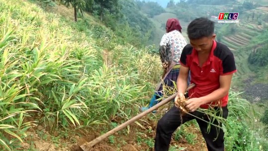 Nông dân Cán Cấu thu lãi lớn từ trồng gừng