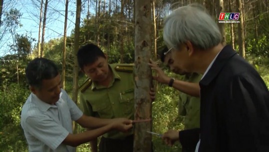 Thêm một mô hình kinh tế lâm nghiệp triển vọng