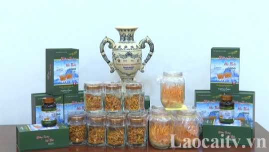 Lào Cai nuôi trồng thành công nấm đông trùng hạ thảo