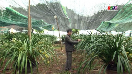 Khoảng 15.000 chậu địa lan Sa Pa sẽ được tiêu thụ trong dịp tết Nguyên đán