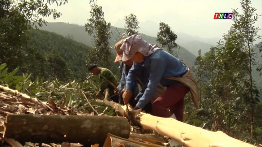 Nông dân Bắc Hà vẫn trông chờ chủ yếu vào thương lái đến mua sản phẩm quế