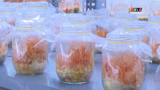 Nấm đồng trùng hạ thảo - sản phẩm hữu cơ của Lào Cai