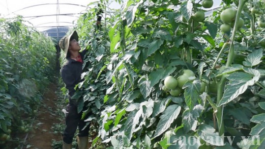 Lào Cai phát triển vùng nông sản đặc hữu