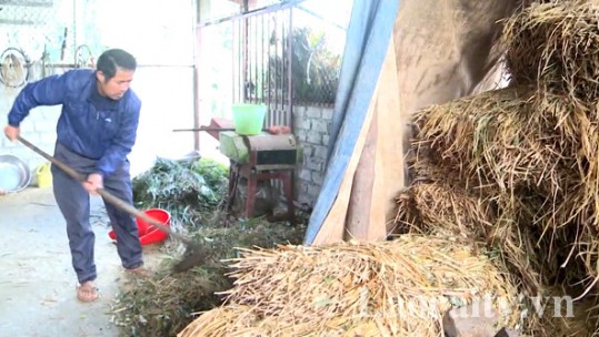 Bắc Hà chủ động phòng chống đói rét cho đàn vật nuôi