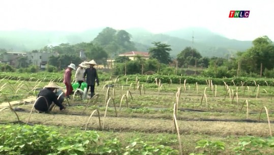 Trên 7.000 ha cây trồng có nguy cơ bị hạn hán