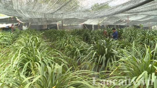 Tránh rét cho địa lan Sa Pa