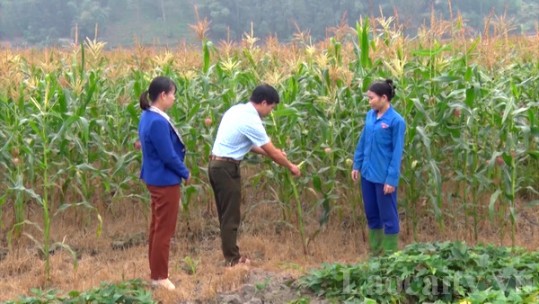 Đảm bảo chống rét cho cây trồng vụ đông