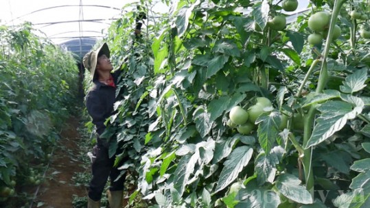Hỗ trợ kinh phí cấp giấy chứng nhận đạt tiêu chuẩn hữu cơ