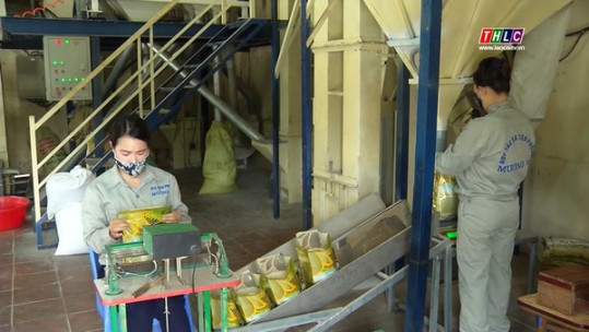 Nâng cao năng lực hoạt động của các hợp tác xã nông nghiệp