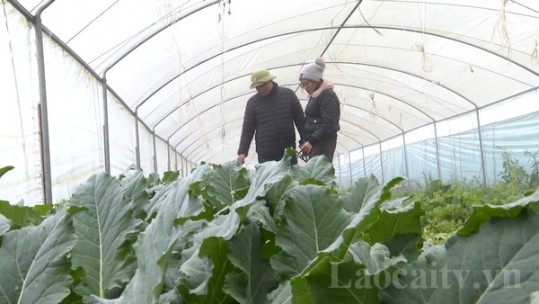 Người dân Sa Pa chủ động ứng phó với băng tuyết