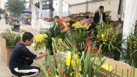 Chợ hoa Xuân Tân Sửu sẽ được tổ chức từ ngày 27/1