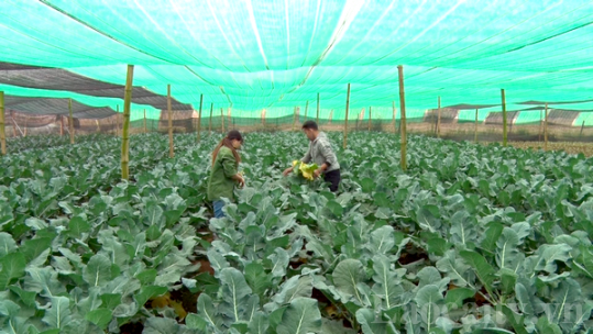 Ứng dụng khoa học công nghệ trong sản xuất nông nghiệp