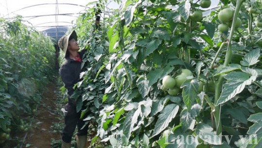 Coi trọng phát triển nông nghiệp hàng hóa