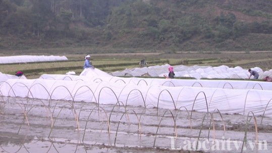 Chuẩn bị các điều kiện cho sản xuất vụ lúa xuân 2021