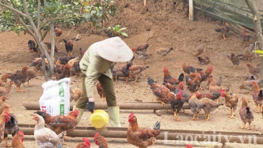Bảo Thắng: Giá gà thịt xuống thấp