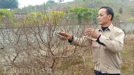 Đào, bưởi Xuân Quang đã sẵn sàng phục vụ nhu cầu chơi Tết của Nhân dân