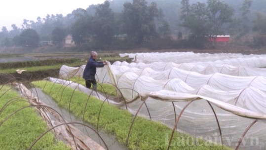 Tỉnh Lào Cai khẩn trương sản xuất vụ xuân