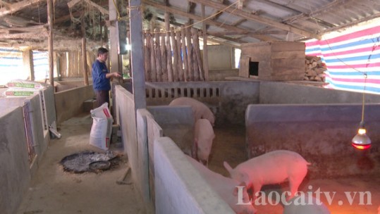 Giá lợn hơi tăng cao