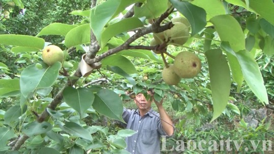 Phát triển cây ăn quả ôn đới trong vùng đồng bào dân tộc thiểu số ở Si Ma Cai