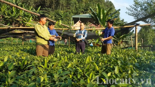 Chuẩn bị 600.000 cây giống trong dịp tết