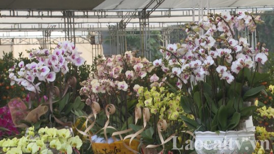 Lan hồ điệp hút khách chơi tết