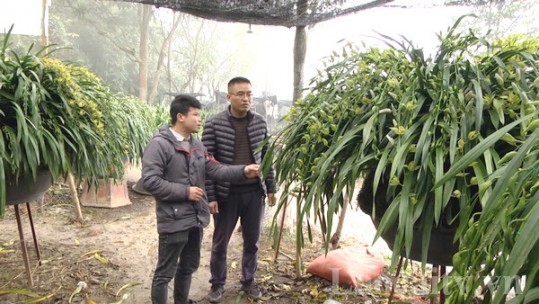 Nông dân Sa Pa thất thu do giá bán hoa địa lan giảm sâu