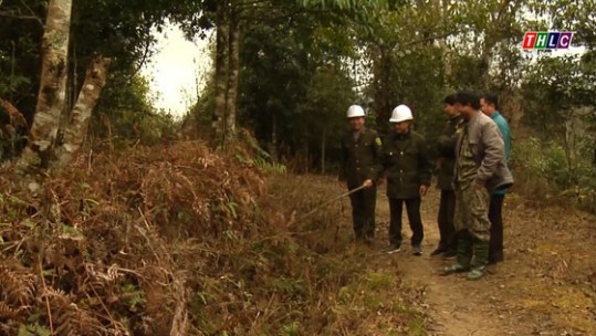 Giữ cho rừng mãi xanh tươi