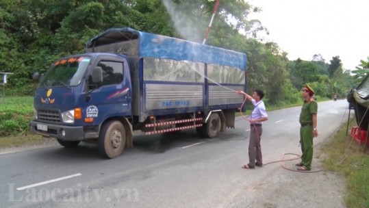 12 xã, phường thuộc 4 huyện, thành phố của Lào Cai tái phát dịch tả lợn châu Phi