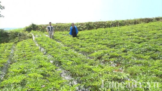 Si Ma Cai phát triển các sản phẩm dược liệu