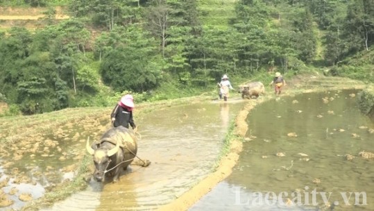 Sín Chéng vào vụ mùa