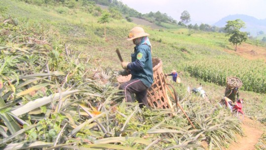 Dứa giá xuống thấp, đầu ra không ổn định