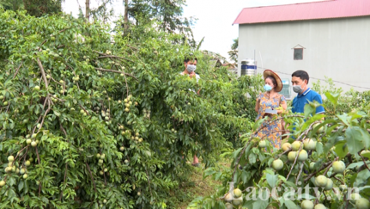 Tìm đầu ra cho quả mận tam hoa Bắc Hà