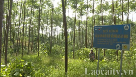 Tân An phát triển cây bồ đề lấy nhựa