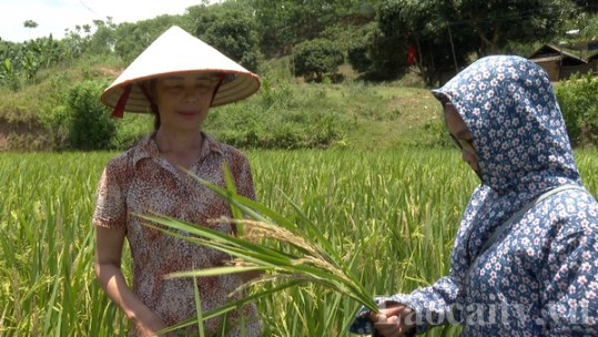 Nhiều diện tích nông nghiệp bị ảnh hưởng do nắng hạn kéo dài