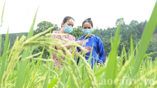 Giữ vững thương hiệu gạo Séng Cù Lào Cai