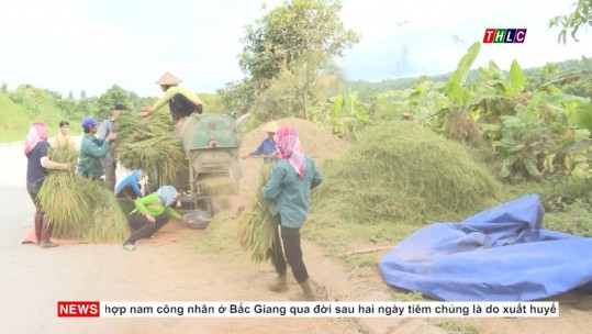 Bát Xát thu chiêm nhanh, làm mùa gọn