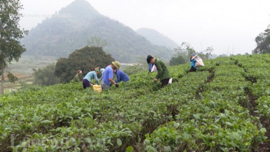 Đảm bảo sản xuất chè trong điều kiện dịch Covid-19