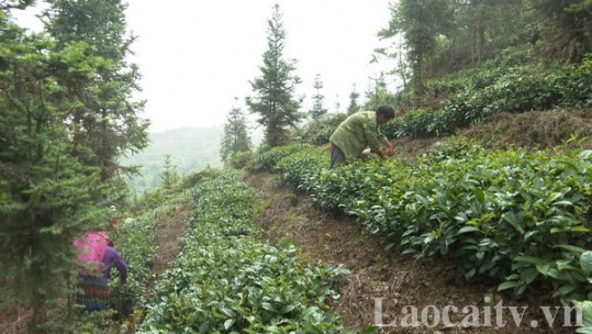 Phát triển cây trồng chủ lực - Giải pháp giảm nghèo ở Mường Khương