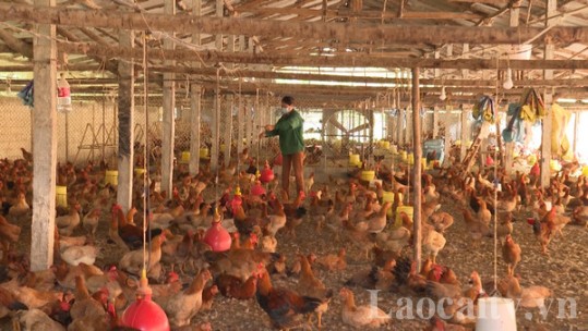 Bảo Thắng thực hiện tái đàn có chọn lọc