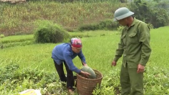 Thượng Hà nâng cao giá trị kinh tế cây dưa hấu