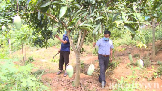 Bí thư chi bộ tiên phong đưa cây trồng mới vào sản xuất