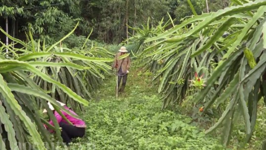 Chuẩn bị vào vụ thu hoạch thanh long ruột đỏ ở xã Minh Tân Bảo Yên